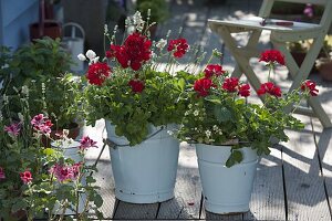 Emaillierte Blecheimer bepflanzt: Pelargonium Interspecific 'Caliente Deep Red'