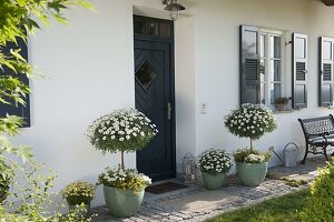 Hauseingang mit Argyranthemum frutescens 'Stella 2000' Duplo White