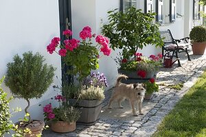 Hauseingang mit Pelargonium Caliente 'Rose', 'Deep Red' (Geranien), Citrus