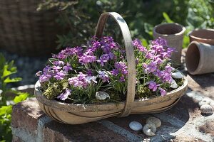 Rhodohypoxis baurii 'Stella' (Garden grass star) in chip basket