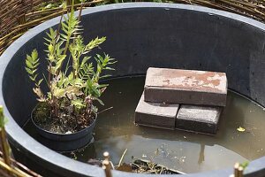 Mini pond with planted willow edging