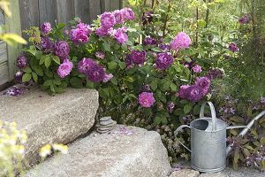 Rosa 'Marie Louise', 'Cardinal De Richelieu' at the garden house