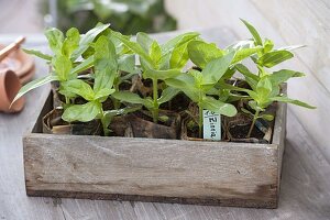 Summer flower sowing in homemade sowing pots made of newspaper