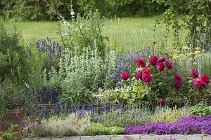 Herb bed with roses and willow edging