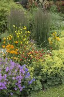 Alchemilla (lady's mantle), Geranium (cranesbill), Calamagrostis