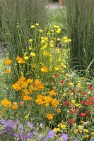 Trollius chinensis and europaeus (troll flowers), Geum (carnation root)