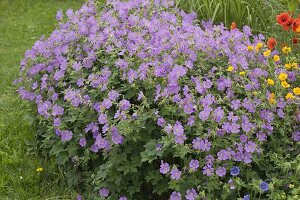 Geranium gracile 'Sirak' (Storchschnabel)