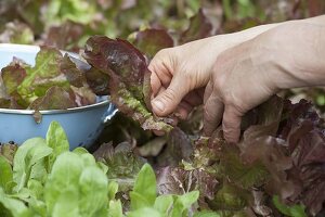 Pflücksalat (Lactuca) ernten, indem man nur die äußeren Blätter schneidet