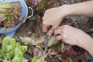 Pflücksalat (Lactuca) ernten, indem man nur die äußeren Blätter schneidet