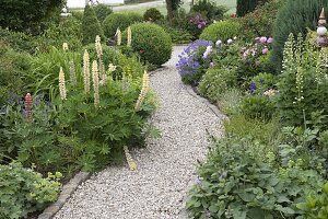 Gravel path between perennial beds