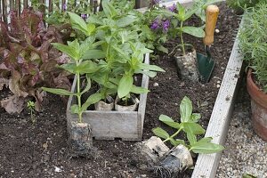 Planting zinnias in trapeze beds