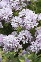 Campanula glomerata 'Caroline' (Bellflower)