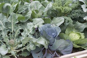 Vegetable bed with mixed cabbage species