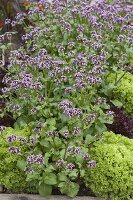 Algiersalat (Fedia abyssinica) between lettuce 'Lollo Bionda' (Lactuca)