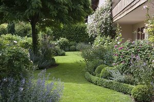 Rosa (Kletterrose) am Haus, geschwungenes Staudenbeet mit Buxus