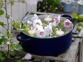 Blossoms of Lavatera (shrub mallow) and green apples (Malus)