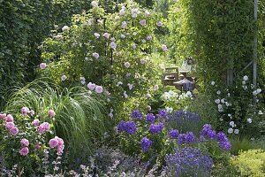 Rosa 'Kir Royal' (Kletterrose), 'Leonardo da Vinci' (Nostalgie - Rose)