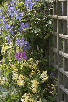 Clematis (Clematis) and Lonicera caprifolium (Honeysuckle)