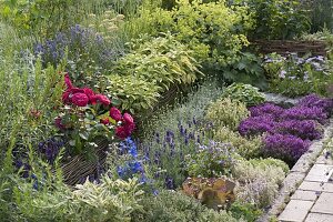 Herb bed with roses and willow border