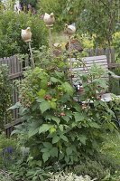 Himbeeren 'Sanibelle' (Rubus) in Kräuterbeet mit Weideneinfassung