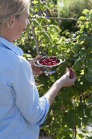 Frau erntet Himbeeren