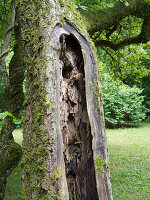 Alte Bäume sollte man für Höhlenbrüter stehenlassen