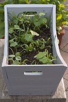 Sowing nasturtium and spinach in a box (2/3)
