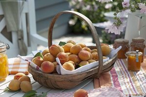 Frisch geerntete Aprikosen (Prunus armeniaca) in Spankorb