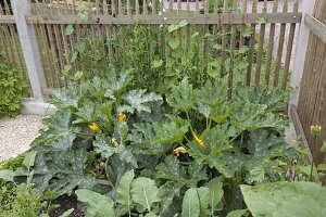 Farm garden with Hanichel fence