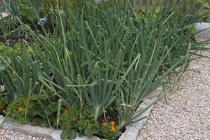 Farm garden with Hanichel fence