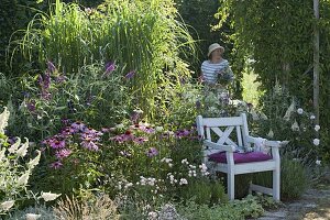 Bed with Buddleia Buzz 'Ivory', 'Pink Purple' (summer lilac), Echinacea