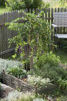 Gooseberry 'Hinnonmäki' (Ribes uva-crispa) in herb bed