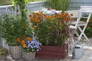 Helenium Hybride 'Waltraud' (Sonnenbraut), Agastache (Duftnessel)