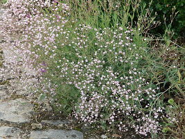 Gypsophila repens 'Rose Veil' (Veilwort)