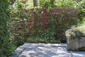 Homemade privacy screen and trellis made of willow