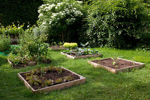 Gemüsegarten mit quadratischen Beeten