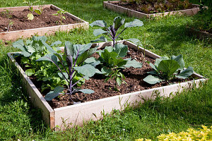 Quadrat-Beet mit Gemüsepflanzen: Blumenkohl, Rotkohl (Brassica), Radieschen (Raphanus), Paprika (Capsicum)