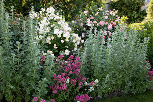 Artemisia absinthium 'Lambrook Silver', Centranthus ruber (spurge), Rosa 'Ghislaine de Feligonde', 'Alchemist' (climbing roses), repeat flowering, fragrant