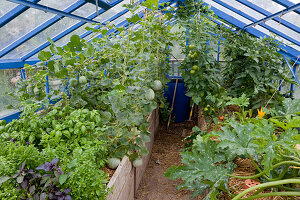 Greenhouse with raised bed - different basil varieties (Ocimum basilicum), sugar melons mulched with straw, Carentais melons (Cucumis melo), tomatoes (Lycopersicon) and courgettes (Cucurbita pepo)