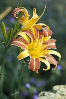 Hemerocallis 'Franz Hals' (Taglilie)