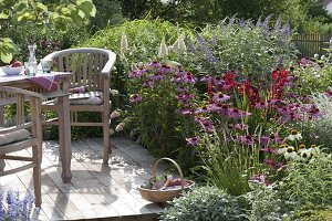 Terrassenbeet mit Echinacea 'Magnus' 'Rubinstern' 'White Swan' (Sonnenhut)