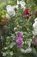 Alcea Charters 'Pink' 'Red' 'White' (Stockrosen)