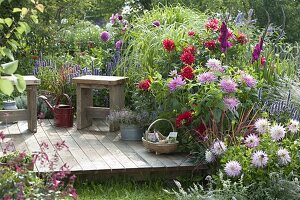 Sommerbeet mit Dahlia (Dahlien), Gladiolus (Gladiolen), Spartina