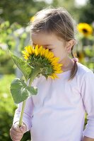 Mädchen mit Helianthus annuus (Sonnenblumen)