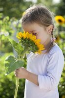 Mädchen mit Helianthus annuus (Sonnenblumen)