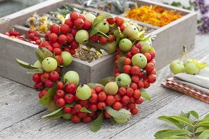 Fruit wreath of edible rowan, rowan 'Edulis' (Sorbus aucuparia)