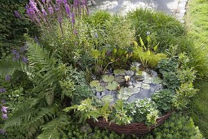 Mini pond with planted willow edging