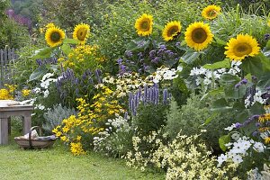 Helianthus 'Summer Breeze'(Sonnenblumen), Agastache'Blue Fortune'