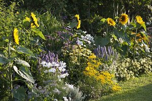 Helianthus 'Summer Breeze'(Sonnenblumen), Agastache'Blue Fortune'