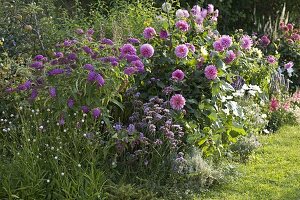 Buddleja davidii Buzz 'Pink Purple' (butterfly bush, summer lilac)